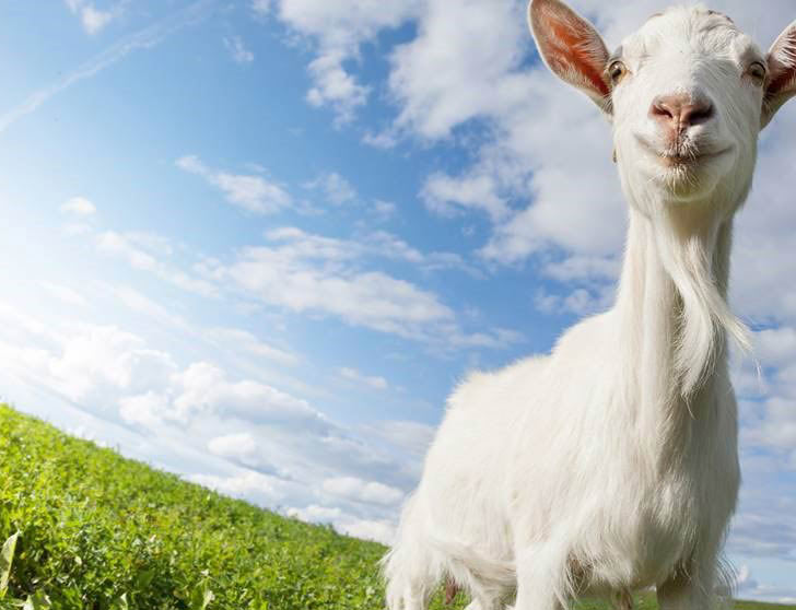 Happy Goat Program Stickney Dairy